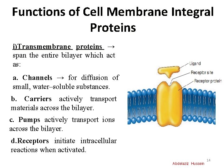 Functions of Cell Membrane Integral Proteins i)Transmembrane proteins → span the entire bilayer which