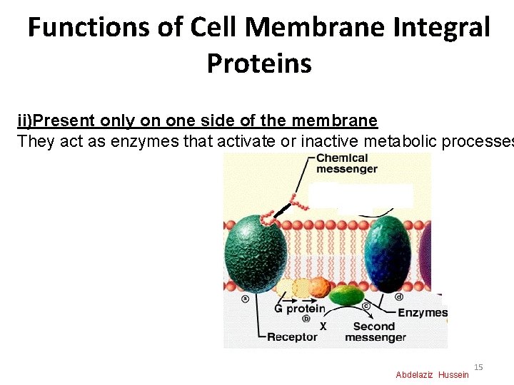 Functions of Cell Membrane Integral Proteins ii)Present only on one side of the membrane