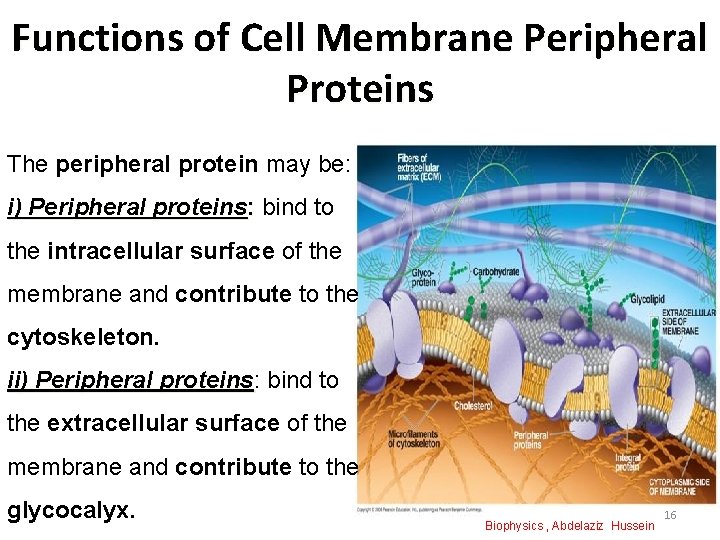 Functions of Cell Membrane Peripheral Proteins The peripheral protein may be: i) Peripheral proteins:
