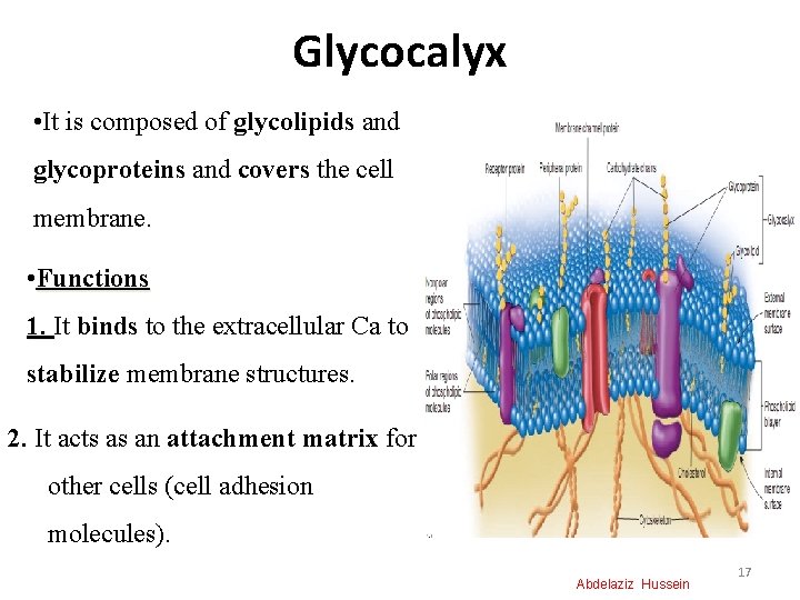 Glycocalyx • It is composed of glycolipids and glycoproteins and covers the cell membrane.