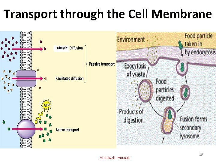 Transport through the Cell Membrane Abdelaziz Hussein 19 