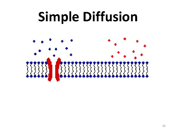 Simple Diffusion 23 