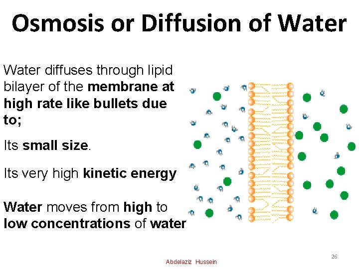Osmosis or Diffusion of Water diffuses through lipid bilayer of the membrane at high