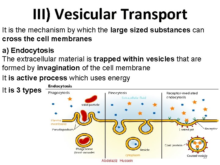 III) Vesicular Transport It is the mechanism by which the large sized substances can
