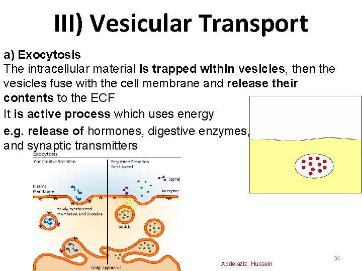 III) Vesicular Transport a) Exocytosis The intracellular material is trapped within vesicles, then the