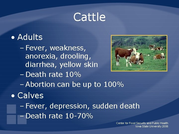 Cattle • Adults – Fever, weakness, anorexia, drooling, diarrhea, yellow skin – Death rate