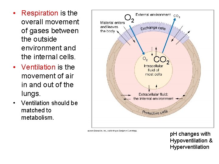  • Respiration is the overall movement of gases between the outside environment and