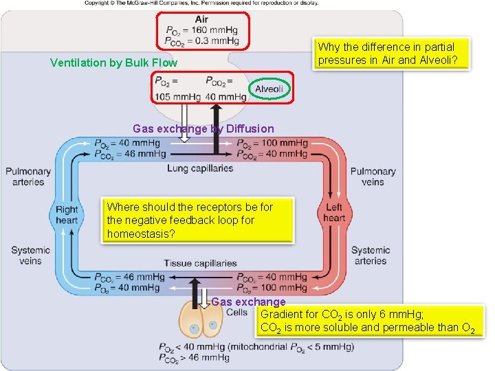 Why the difference in partial pressures in Air and Alveoli? Ventilation by Bulk Flow