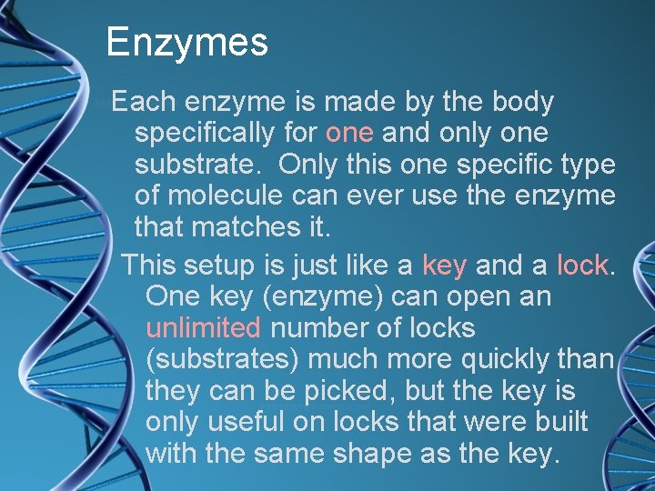 Enzymes Each enzyme is made by the body specifically for one and only one