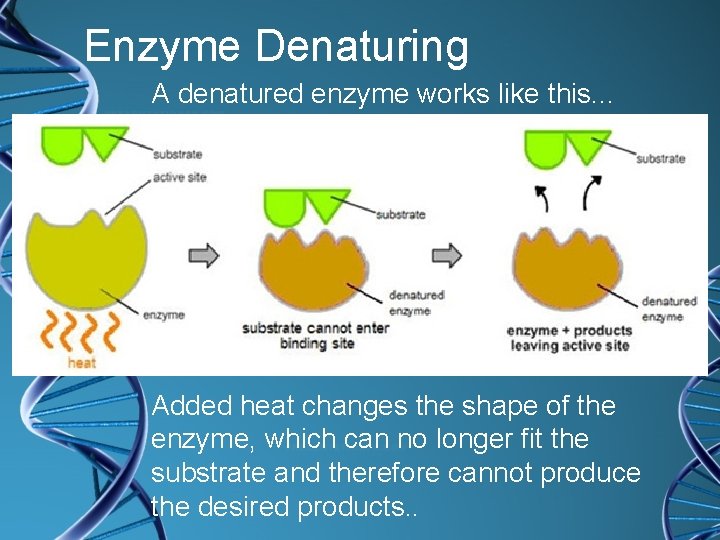 Enzyme Denaturing A denatured enzyme works like this. . . Added heat changes the