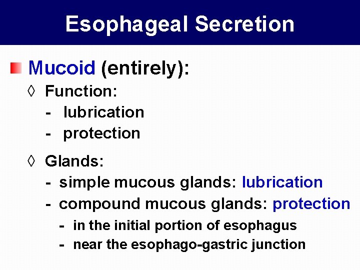 Esophageal Secretion Mucoid (entirely): ◊ Function: - lubrication - protection ◊ Glands: - simple