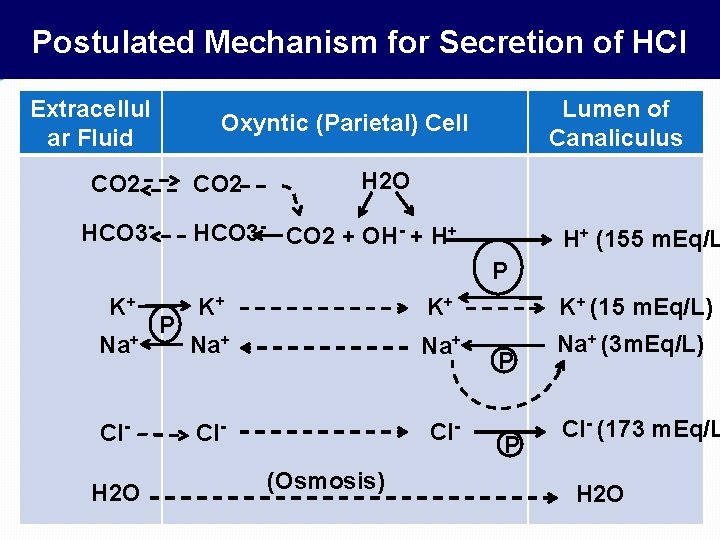 Postulated Mechanism for Secretion of HCl Extracellul ar Fluid Lumen of Canaliculus Oxyntic (Parietal)