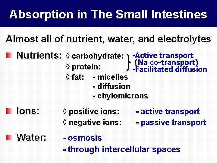 Absorption in The Small Intestines Almost all of nutrient, water, and electrolytes Nutrients: ◊