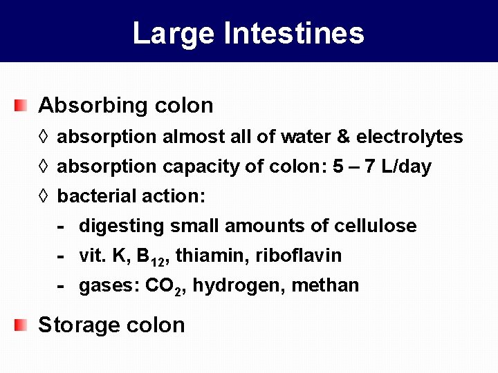 Large Intestines Absorbing colon ◊ absorption almost all of water & electrolytes ◊ absorption