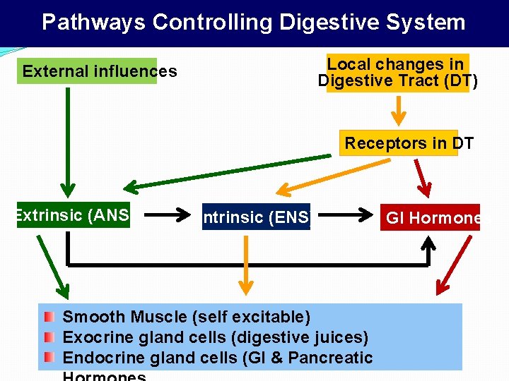 Pathways Controlling Digestive System Local changes in Digestive Tract (DT) External influences Receptors in