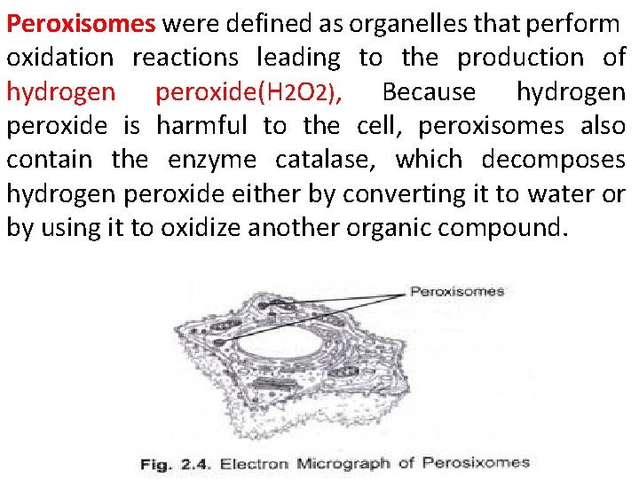 Peroxisomes were defined as organelles that perform oxidation reactions leading to the production of
