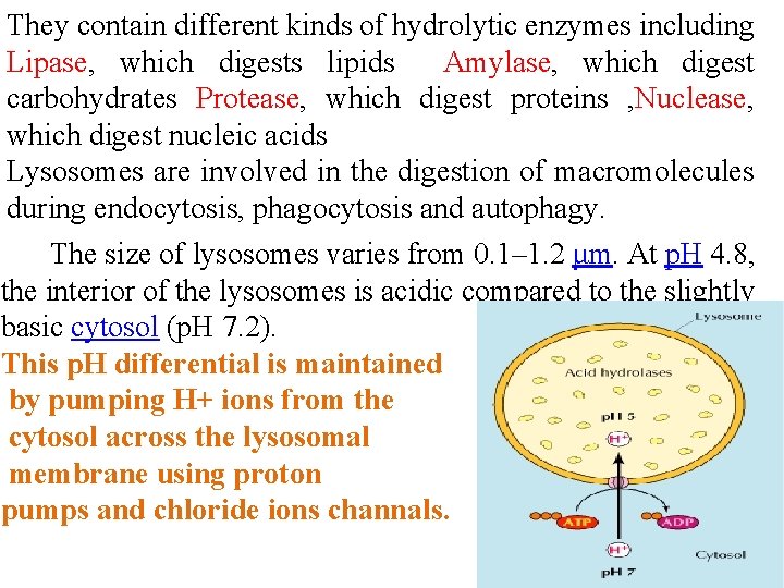 They contain different kinds of hydrolytic enzymes including Lipase, which digests lipids Amylase, which