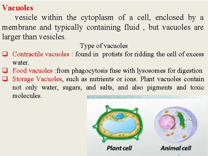 Vacuoles vesicle within the cytoplasm of a cell, enclosed by a membrane and typically