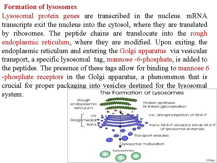 Formation of lysosomes Lysosomal protein genes are transcribed in the nucleus. m. RNA transcripts