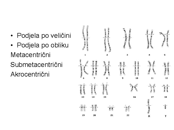 • Podjela po veličini • Podjela po obliku Metacentrični Submetacentrični Akrocentrični • Podjela po veličini • Podjela po obliku Metacentrični Submetacentrični Akrocentrični