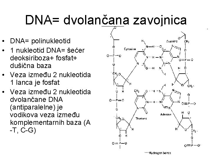 DNA= dvolančana zavojnica • DNA= polinukleotid • 1 nukleotid DNA= šećer deoksiriboza+ fosfat+ dušična DNA= dvolančana zavojnica • DNA= polinukleotid • 1 nukleotid DNA= šećer deoksiriboza+ fosfat+ dušična