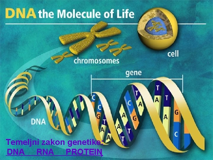 Temeljni zakon genetike: DNA RNA PROTEIN Temeljni zakon genetike: DNA RNA PROTEIN