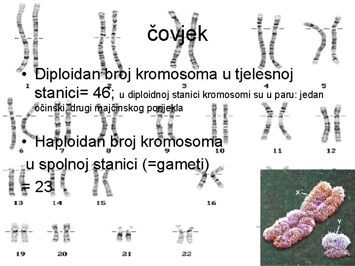 čovjek • Diploidan broj kromosoma u tjelesnoj stanici= 46; u diploidnoj stanici kromosomi su čovjek • Diploidan broj kromosoma u tjelesnoj stanici= 46; u diploidnoj stanici kromosomi su