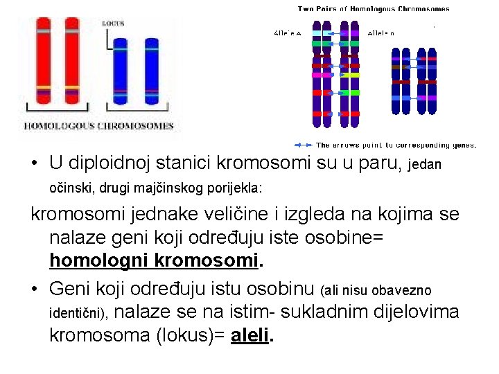 • U diploidnoj stanici kromosomi su u paru, jedan očinski, drugi majčinskog porijekla: • U diploidnoj stanici kromosomi su u paru, jedan očinski, drugi majčinskog porijekla: