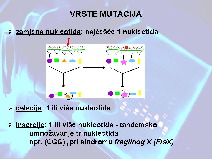 VRSTE MUTACIJA Ø zamjena nukleotida: najčešće 1 nukleotida Ø delecije: 1 ili više nukleotida VRSTE MUTACIJA Ø zamjena nukleotida: najčešće 1 nukleotida Ø delecije: 1 ili više nukleotida