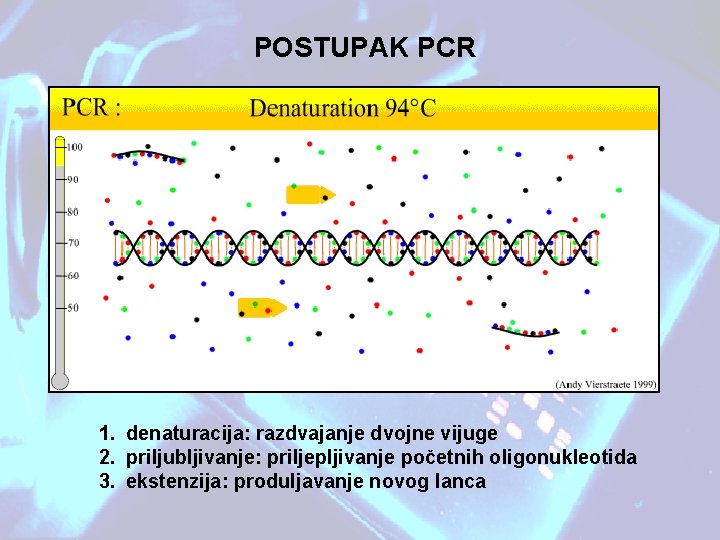 POSTUPAK PCR 1. denaturacija: razdvajanje dvojne vijuge 2. priljubljivanje: priljepljivanje početnih oligonukleotida 3. ekstenzija: POSTUPAK PCR 1. denaturacija: razdvajanje dvojne vijuge 2. priljubljivanje: priljepljivanje početnih oligonukleotida 3. ekstenzija: