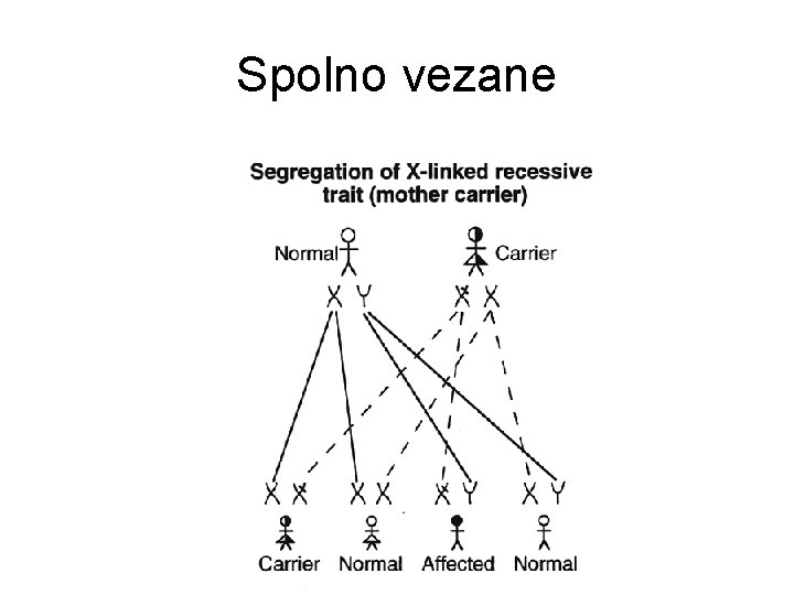 Spolno vezane Spolno vezane
