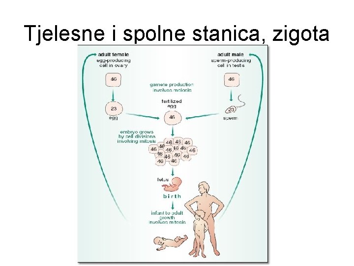 Tjelesne i spolne stanica, zigota 