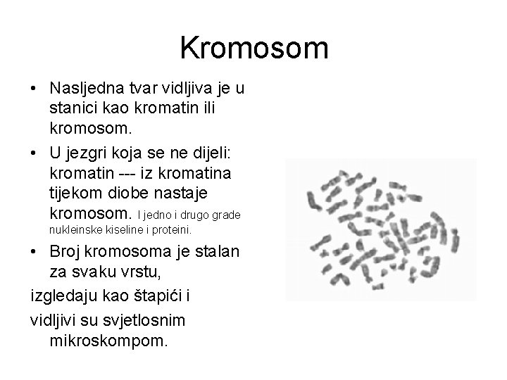 Kromosom • Nasljedna tvar vidljiva je u stanici kao kromatin ili kromosom. • U