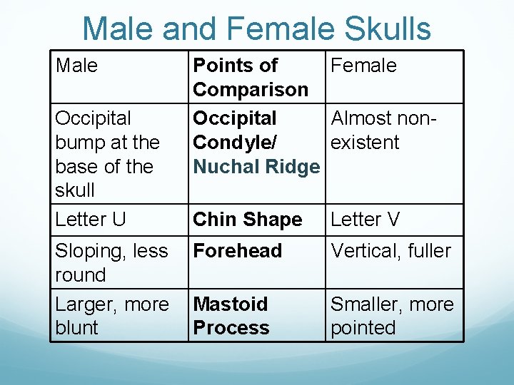 Male and Female Skulls Male Occipital bump at the base of the skull Letter