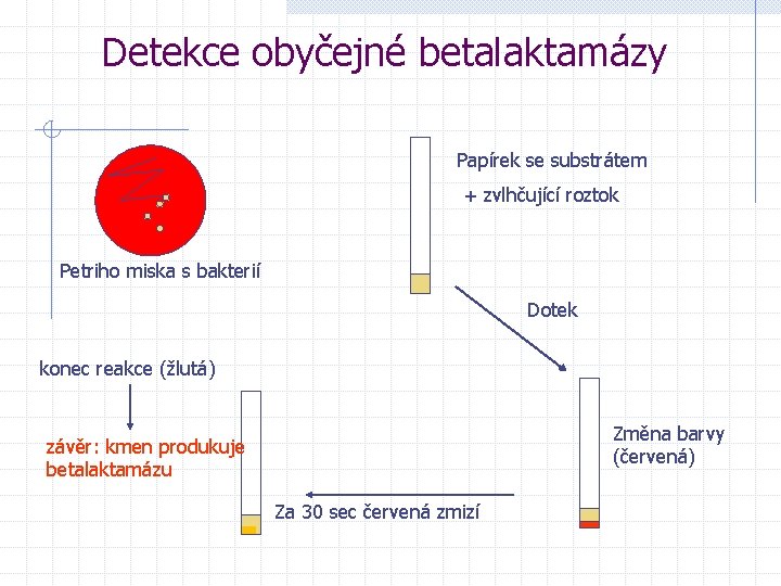 Detekce obyčejné betalaktamázy Papírek se substrátem + zvlhčující roztok Petriho miska s bakterií Dotek