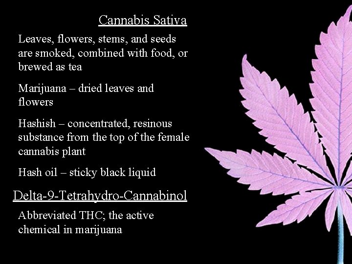 Cannabis Sativa Leaves, flowers, stems, and seeds are smoked, combined with food, or brewed