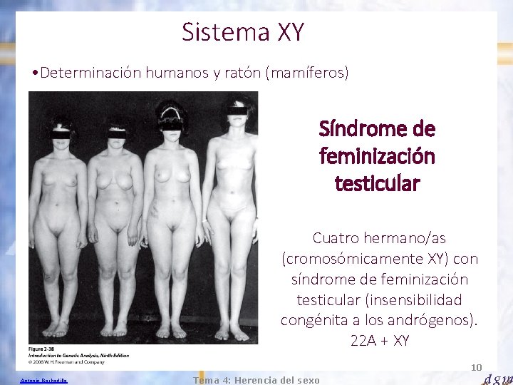 Sistema XY • Determinación humanos y ratón (mamíferos) Síndrome de feminización testicular Cuatro hermano/as