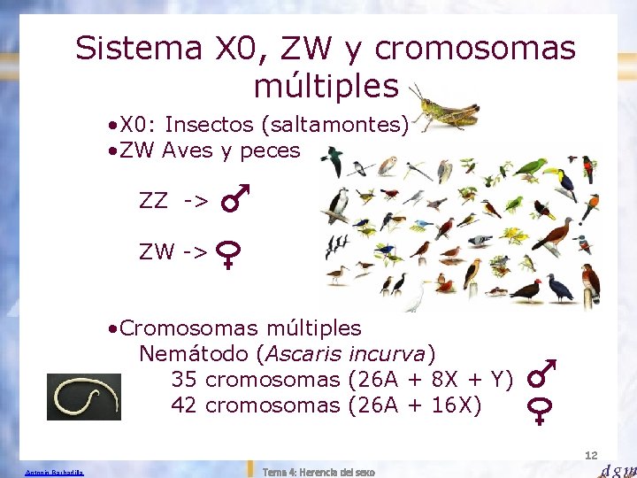 Sistema X 0, ZW y cromosomas múltiples • X 0: Insectos (saltamontes) • ZW