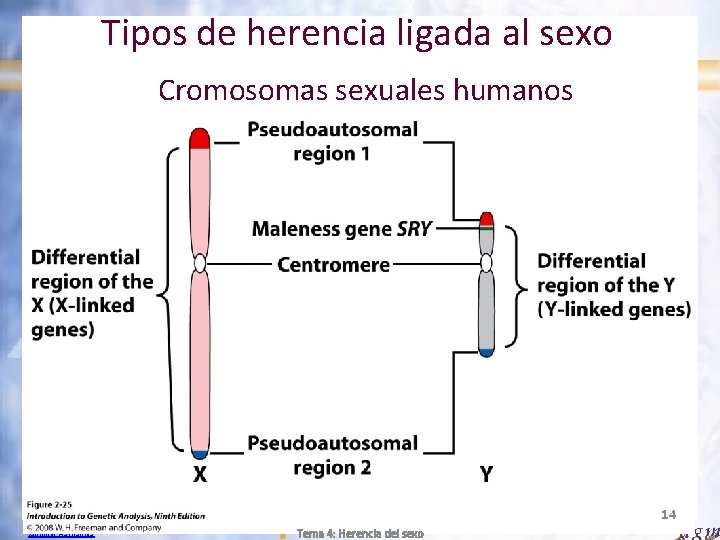 Tipos de herencia ligada al sexo Cromosomas sexuales humanos 14 Antonio Barbadilla Tema 4: