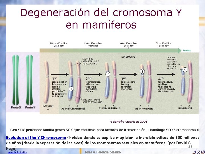 Degeneración del cromosoma Y en mamíferos Scientific American 2001 Gen SRY pertenece familia genes