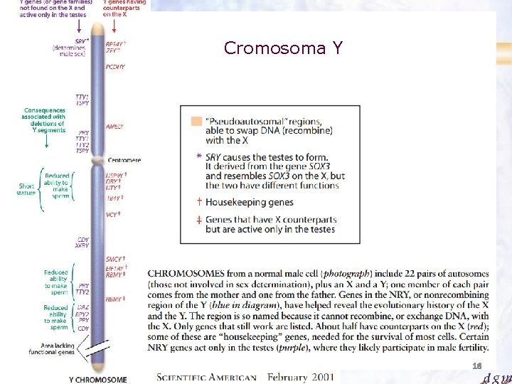 Cromosoma Y 16 Antonio Barbadilla Tema 4: Herencia del sexo 