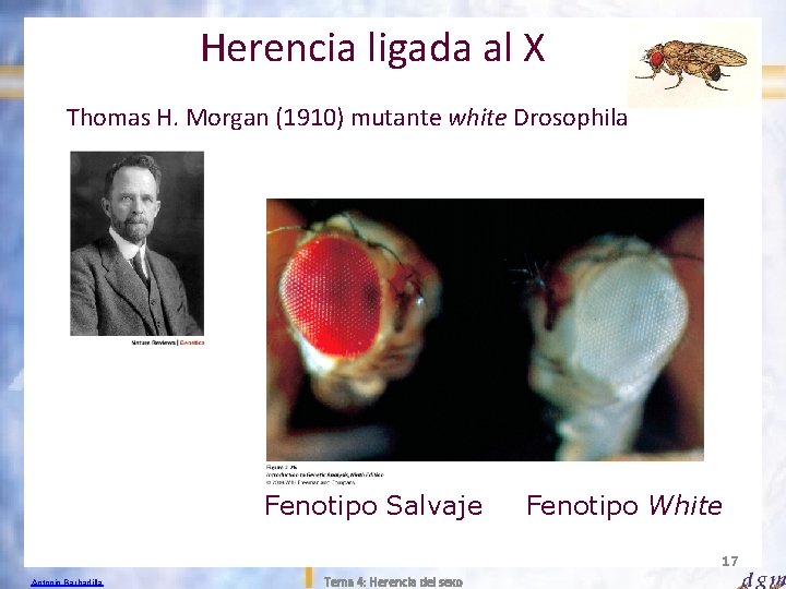 Herencia ligada al X Thomas H. Morgan (1910) mutante white Drosophila Fenotipo Salvaje Fenotipo