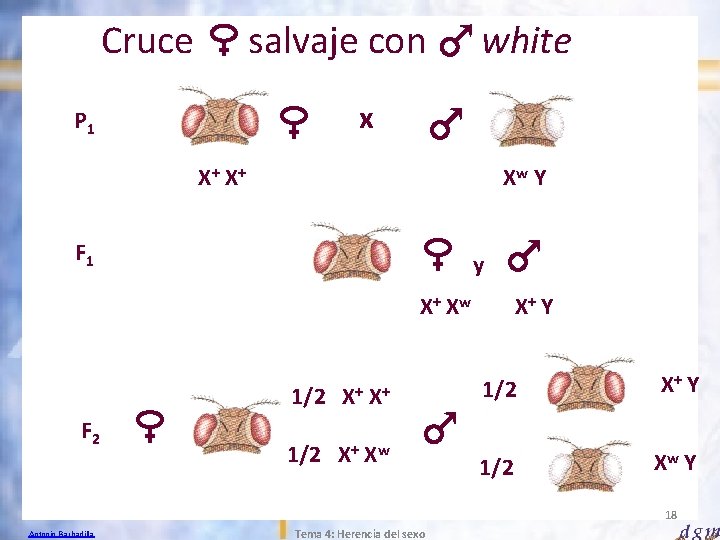 Cruce salvaje con white x P 1 X+ X+ Xw Y F 1 y