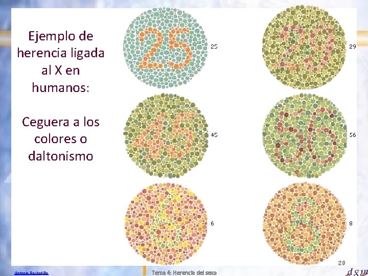 Ejemplo de herencia ligada al X en humanos: Ceguera a los colores o daltonismo