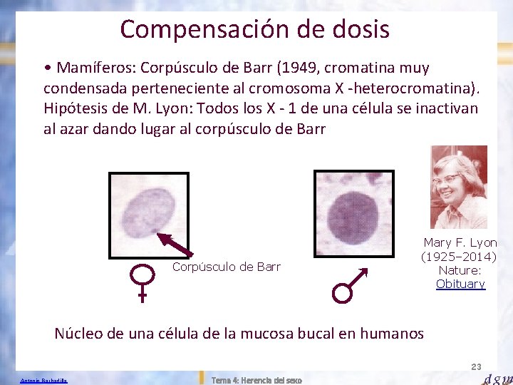 Compensación de dosis • Mamíferos: Corpúsculo de Barr (1949, cromatina muy condensada perteneciente al