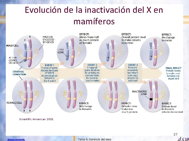 Evolución de la inactivación del X en mamíferos Scientific American 2001 27 Antonio Barbadilla