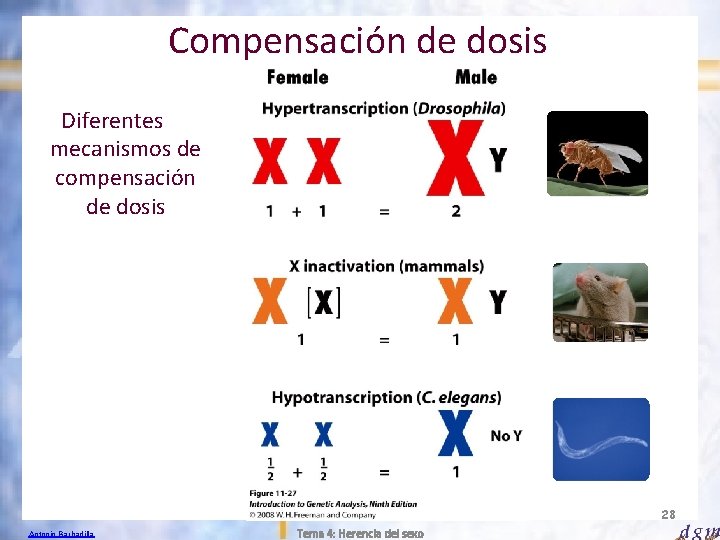 Compensación de dosis Diferentes mecanismos de compensación de dosis 28 Antonio Barbadilla Tema 4: