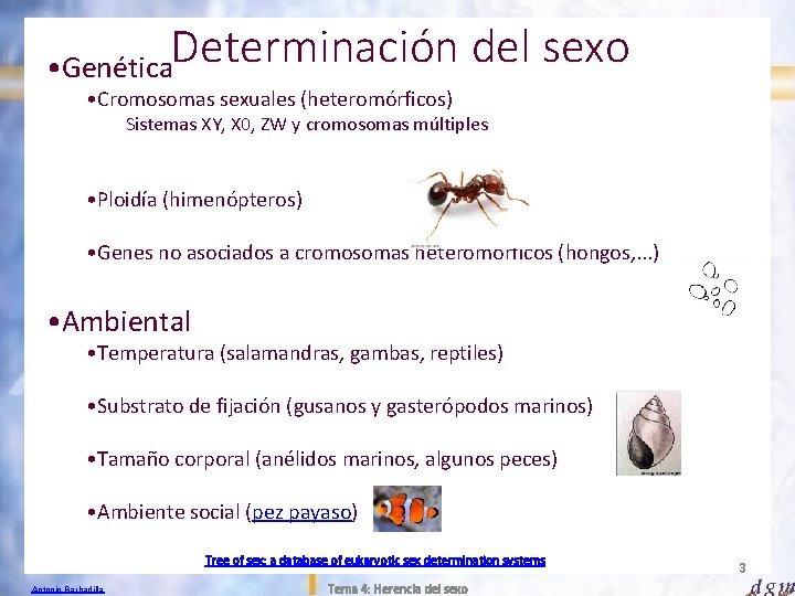 Determinación del sexo • Genética • Cromosomas sexuales (heteromórficos) Sistemas XY, X 0, ZW
