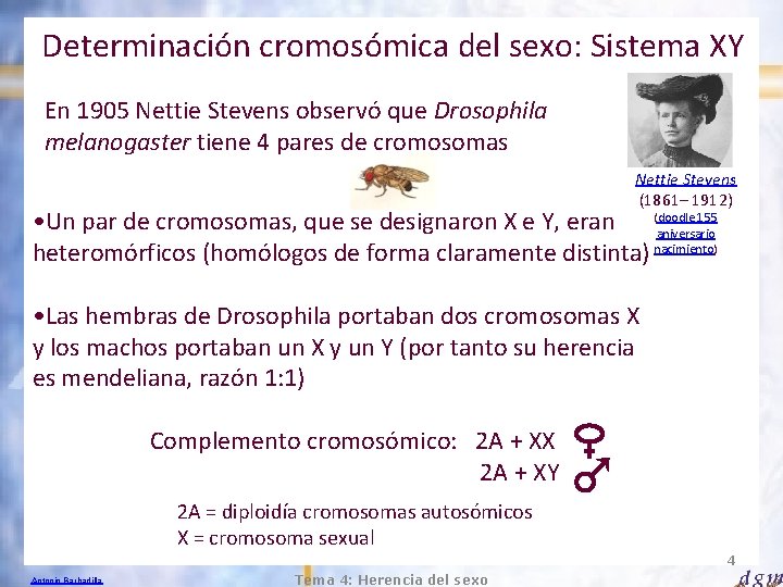 Determinación cromosómica del sexo: Sistema XY En 1905 Nettie Stevens observó que Drosophila melanogaster