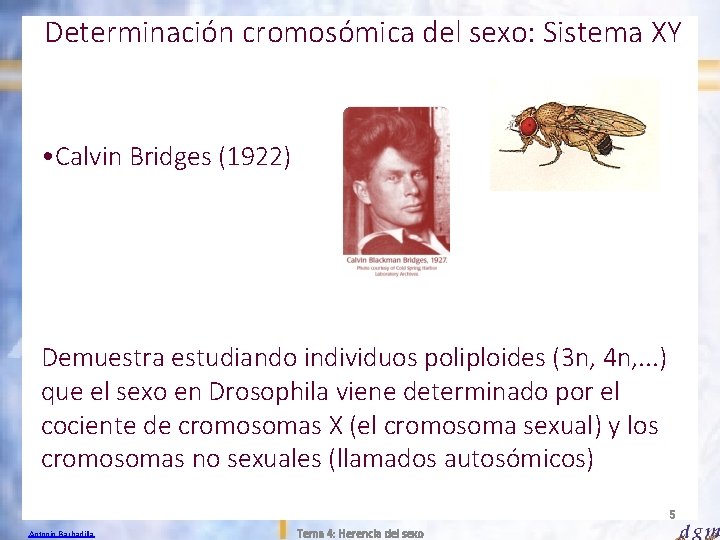 Determinación cromosómica del sexo: Sistema XY • Calvin Bridges (1922) Demuestra estudiando individuos poliploides